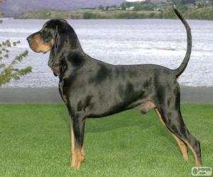 Puzzle Black and Tan Coonhound